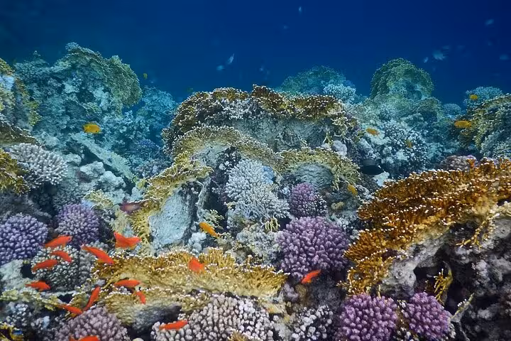 Colorful coral reef and tropical fish at Sharm El Naga National Park snorkeling trip from Hurghada