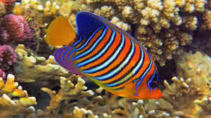 Colorful reef fish among corals at Sharm el Naga, Red Sea Egypt, ideal for snorkeling and marine life tours