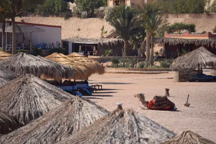 Sharm El Naga beach with palm trees, straw umbrellas and a resting camel on semi-private trip from Hurghada