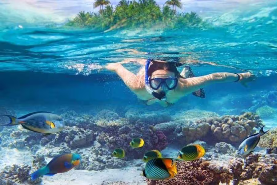 Snorkeler over vibrant coral reef at Sharm el Naga, Red Sea Egypt, with tropical fish in clear water