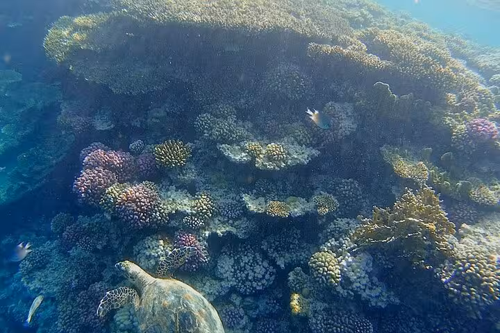Snorkeling at Sharm El Naga National Park from Hurghada with vibrant coral reef and sea turtle