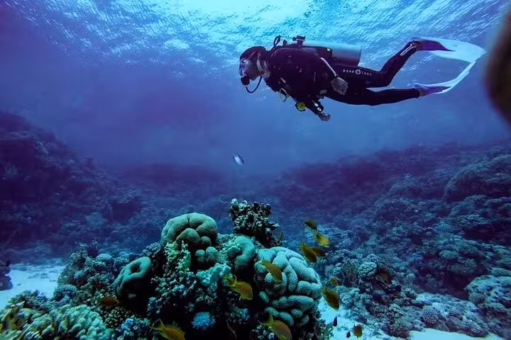 Diver gliding over coral gardens and tropical fish in Sharm El Sheikh Red Sea, beach dive with transfer