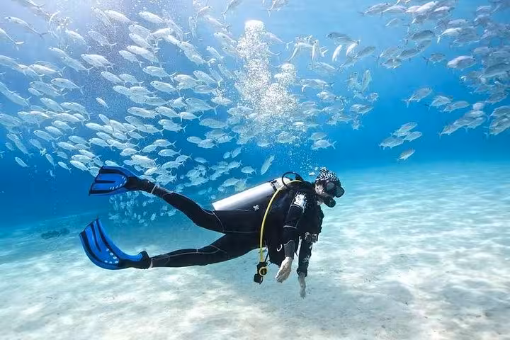 Diver exploring vibrant marine life and schools of fish in crystal-clear waters, Sharm el Sheikh, Egypt diving tour.
