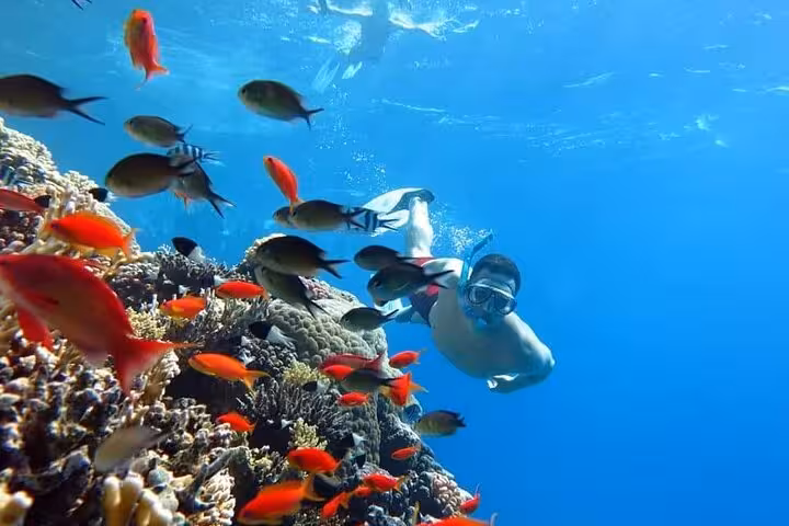 Snorkeler swimming over Red Sea coral with colorful fish at Ras Mohamed, Sharm El Sheikh White Island day trip