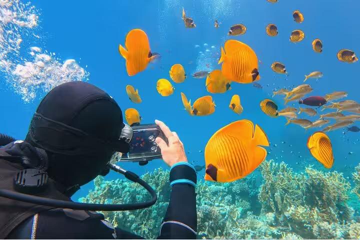 Intro diver photographing butterflyfish over Red Sea corals on Sharm El-Sheikh Ras Mohammed boat trip