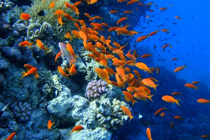 School of orange reef fish over vibrant Red Sea corals on Sharm El Sheikh beach dive tour with transfer