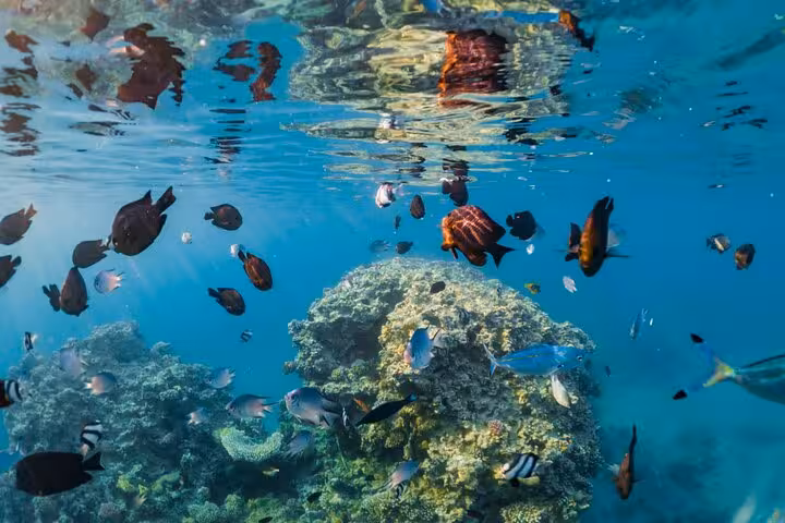 Colorful Red Sea reef and tropical fish seen on Sharm El-Sheikh semi submarine underwater tour