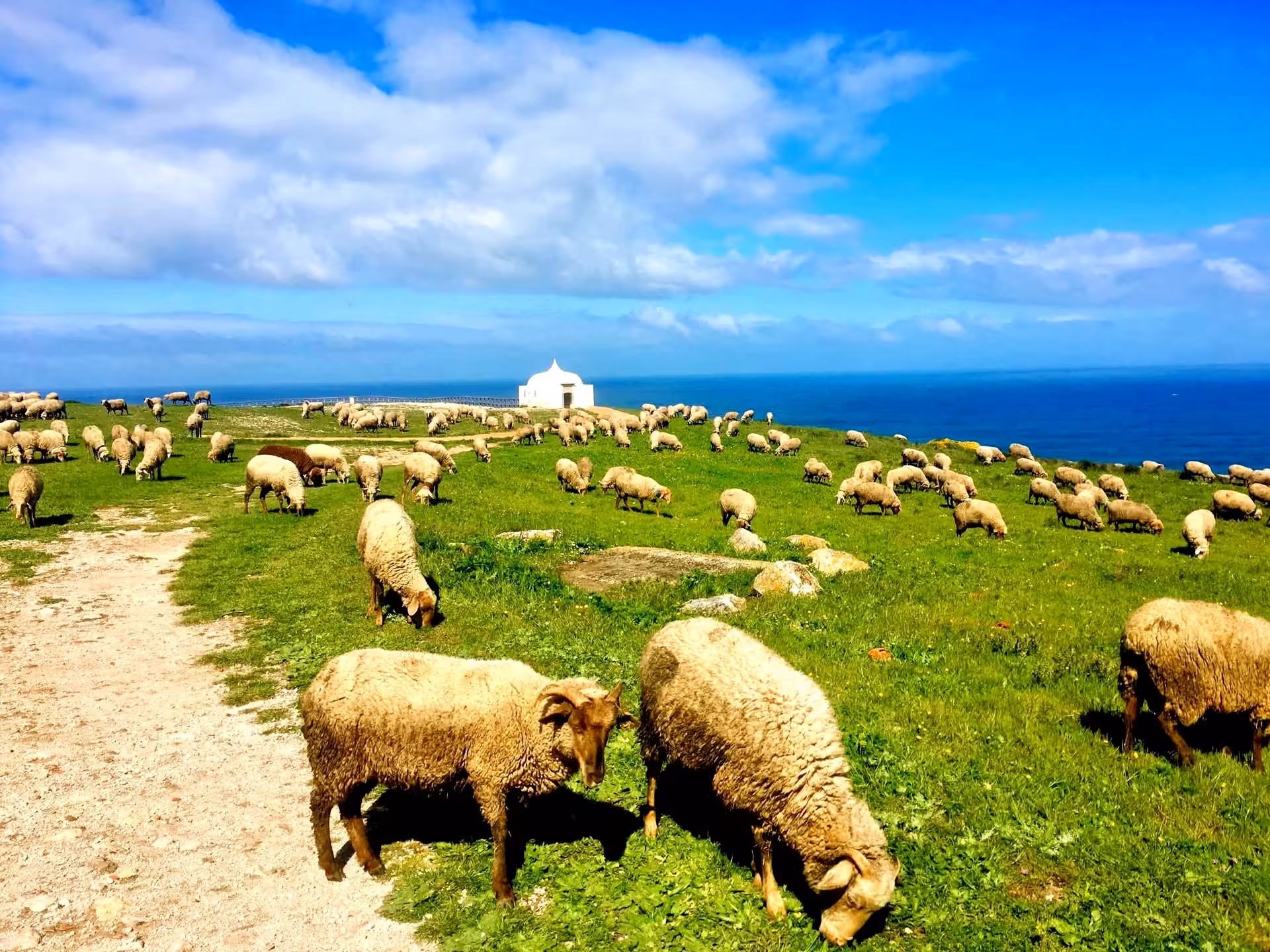 Sheep grazing on green cliffs at Cabo Espichel, Portugal, on a dinosaur footprints coastal hike tour