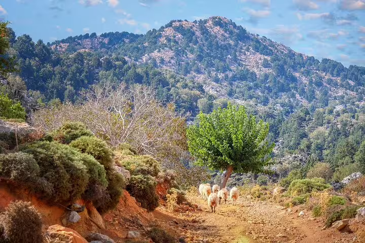 Sheep grazing under a tree on a rugged Cretan mountain trail, perfect for exploring Chania's pastoral landscapes.