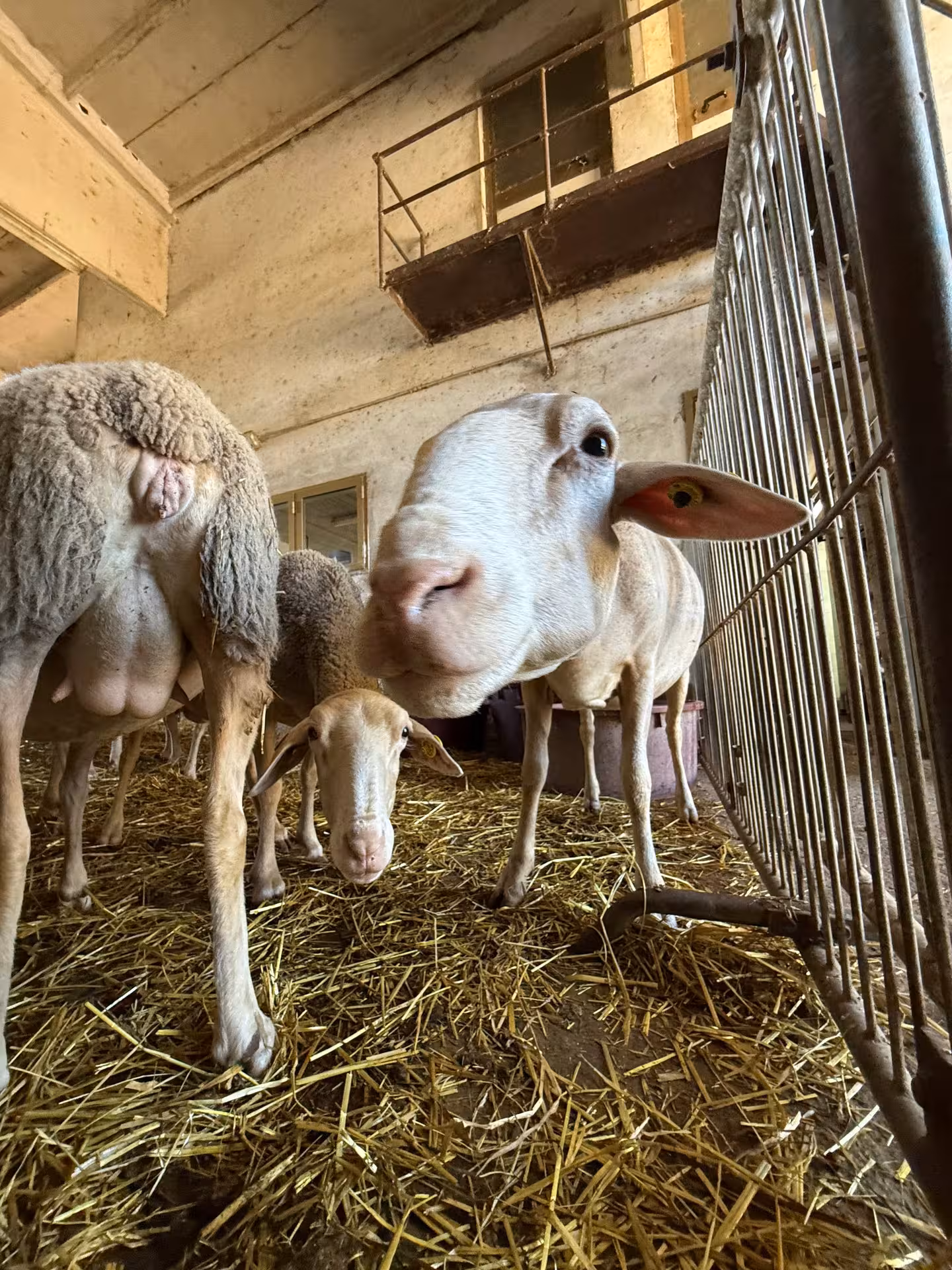 Sheep inside a rustic barn in Tuscany, showcasing local farming life on a Pienza and Montepulciano tour.