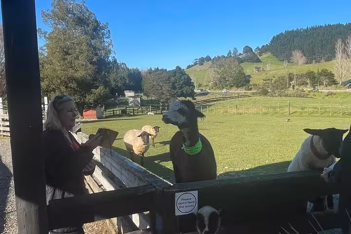 Visitor interacting with friendly alpacas and sheep at Sheep World near Auckland, surrounded by scenic countryside.