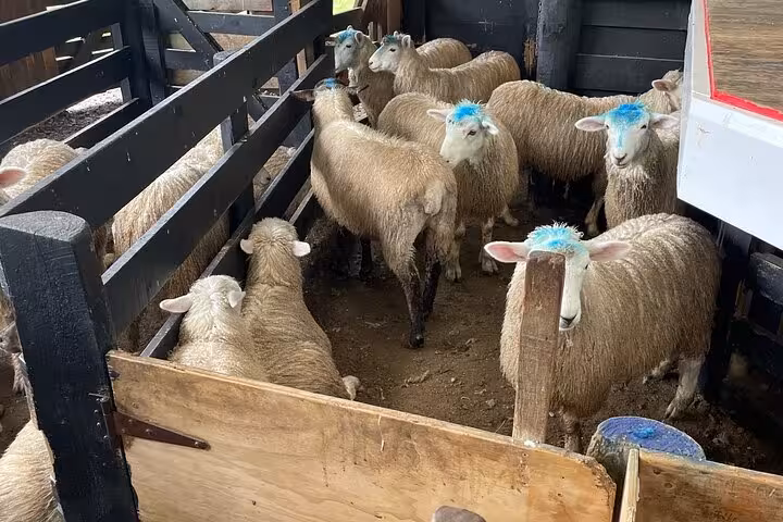 Sheep with blue markings in a pen at Sheep World, showcasing rural life on the Auckland countryside tour.