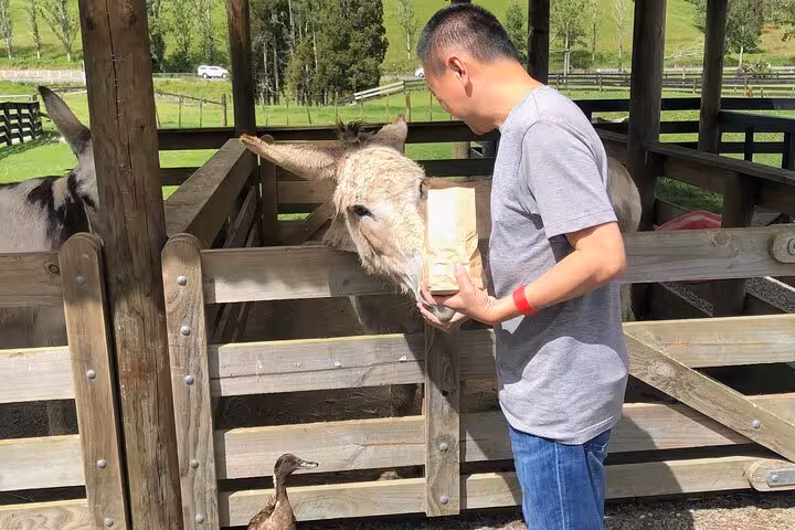 Visitor feeding a donkey at Sheep World, experiencing hands-on animal interaction on the Auckland tour.