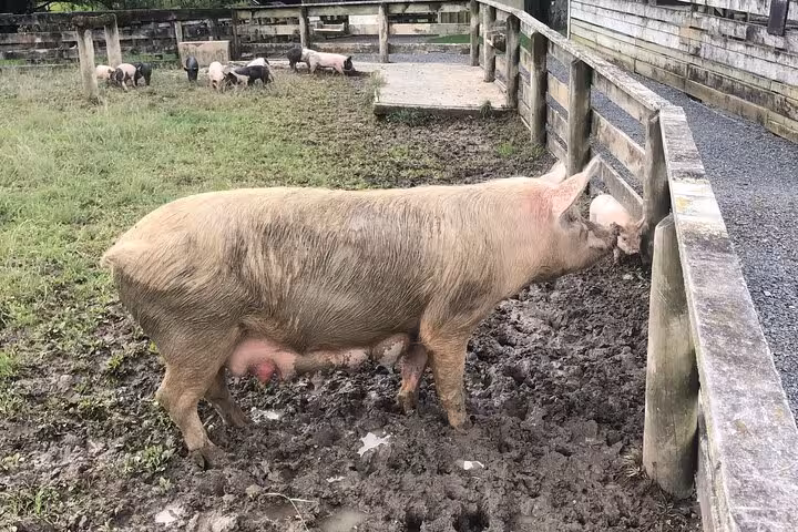 Experience rural charm at Sheep World, featuring a large pig in a muddy pen with piglets in the background.