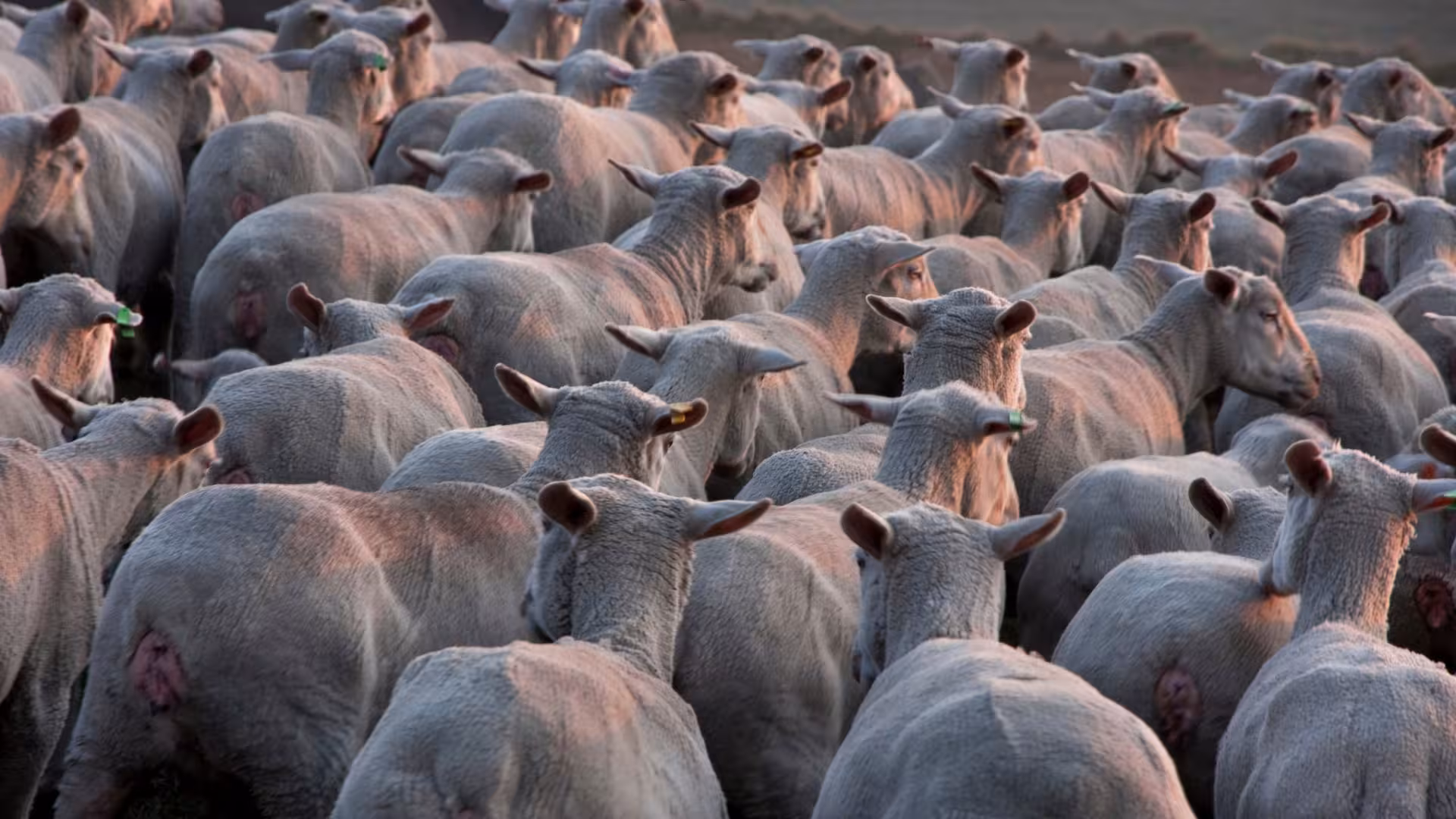 Flock of freshly shorn sheep in Burgos, showcasing the results of a hands-on shearing experience.