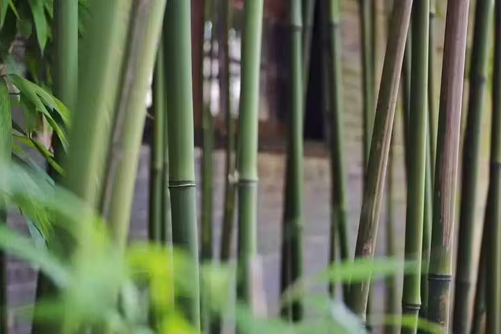 Close-up of lush bamboo shoots in Qinghui Garden, highlighting the natural beauty of Shunde day tour.
