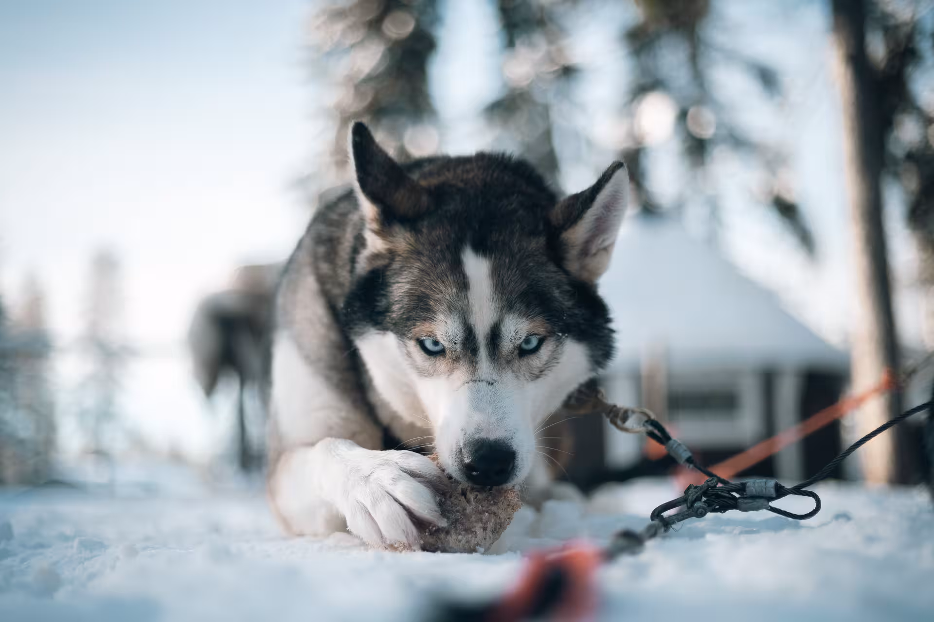 Siberian husky with piercing blue eyes enjoying a treat in the snow, part of an exciting sledding tour experience.
