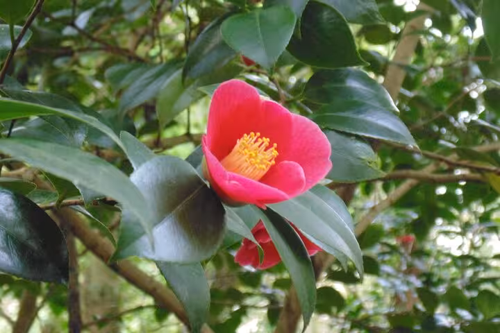 Vibrant pink camellia blossom amidst lush green leaves, a natural highlight on the Sintra day tour.
