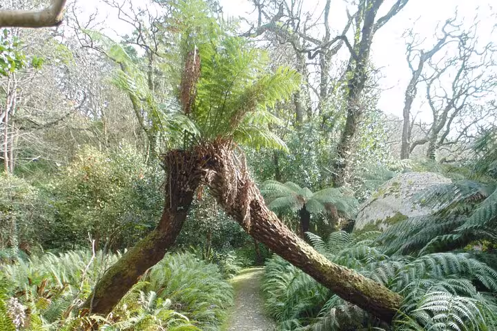 Unique fern tree arching over a verdant trail in the enchanting forests of Sintra, Portugal.