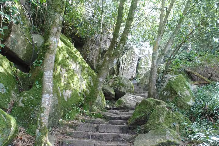 Moss-covered stone steps leading through lush, green forest in Sintra's scenic hiking trails.