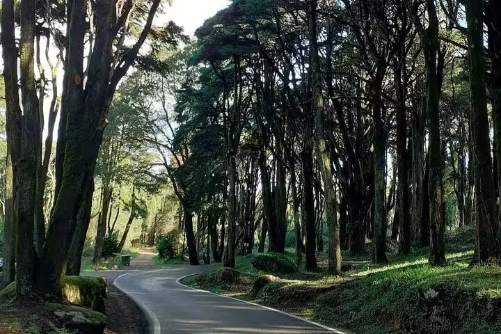 Scenic forest path leading through lush greenery in Sintra Mountains, ideal for guided tours to Pena Palace and Moorish Castle.