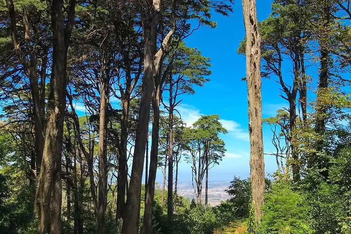 Scenic view of lush Sintra Mountain forest with tall trees under a bright blue sky on the way to Pena Palace and Moorish Castle.