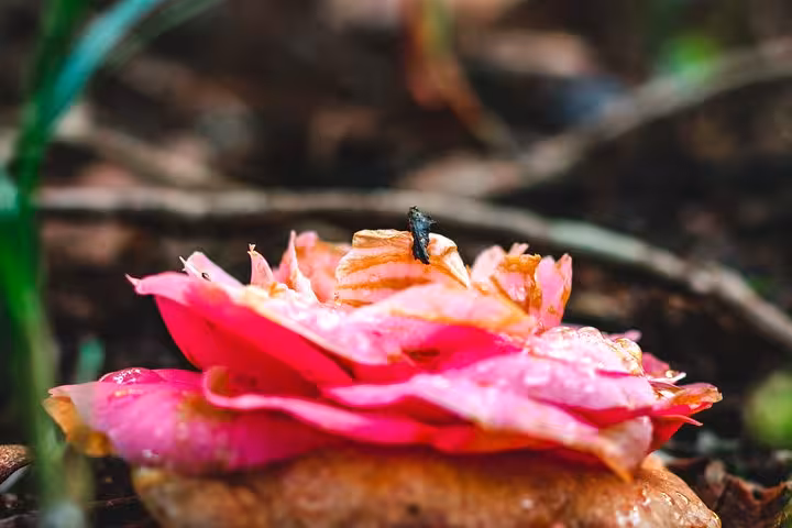 Close-up of pink camellia flower in Sintra gardens, a scenic stop on the self-drive monuments tour
