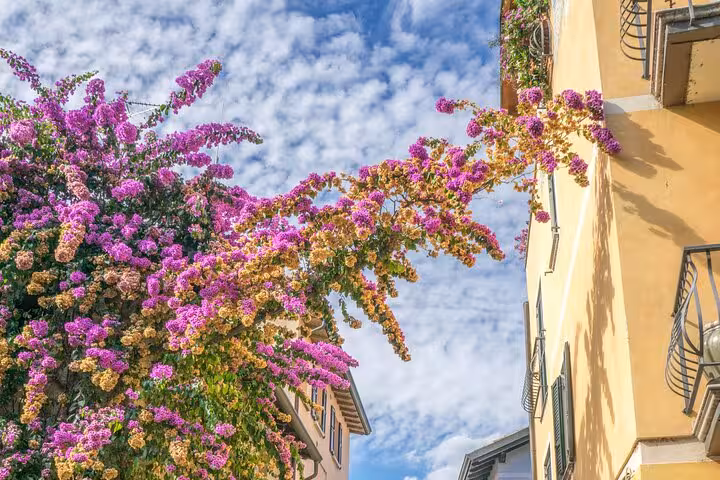Vibrant bougainvillea blooms adorn the charming streets of Sirmione, perfect for a scenic day trip from Venice.