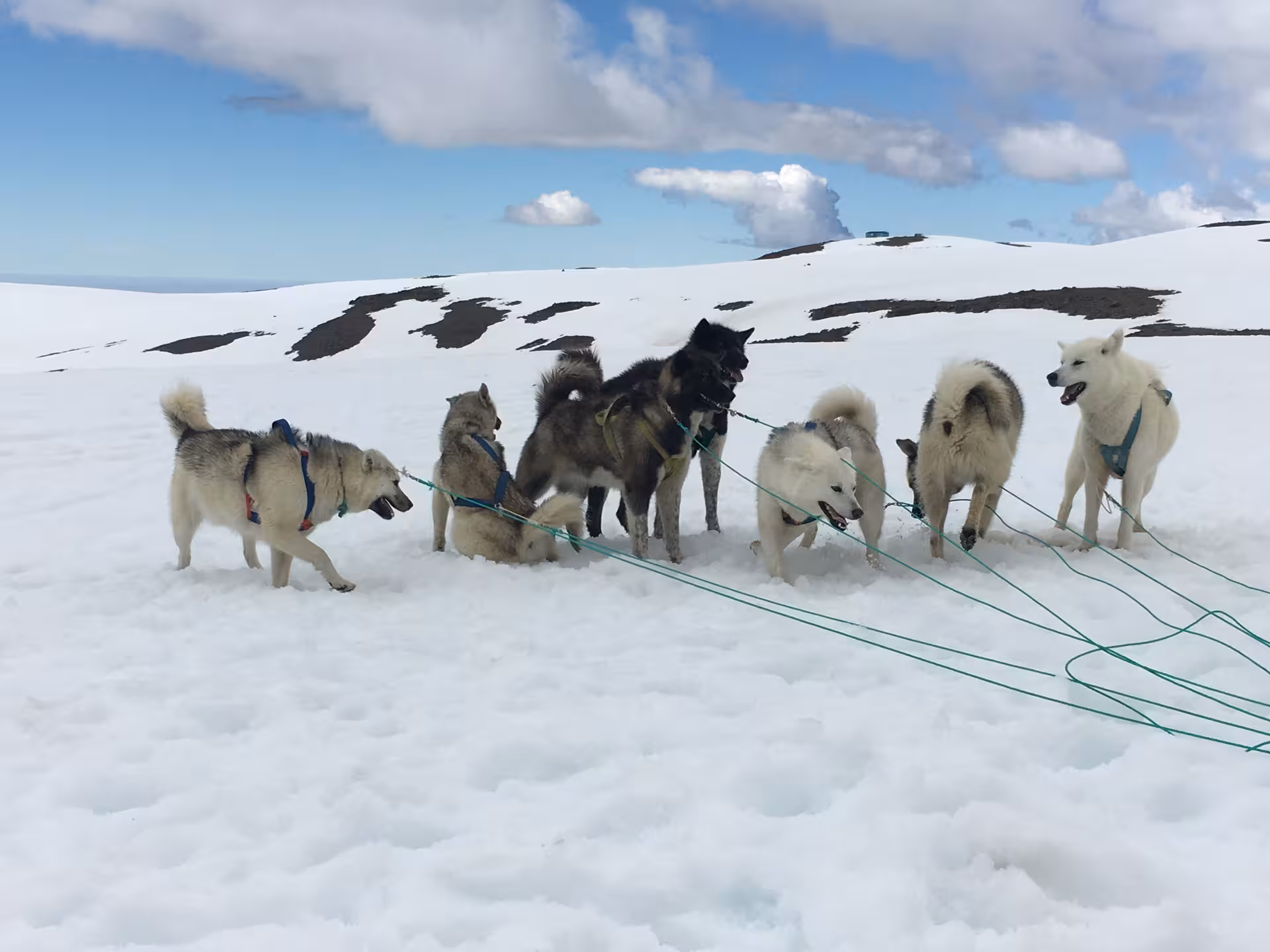 Energetic sled dogs ready for adventure on the snow-covered landscapes of West Greenland, ideal for dog sledding tours.