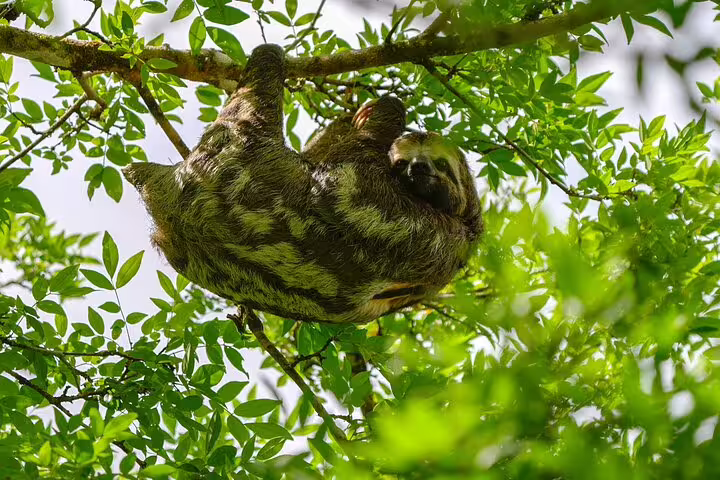 Sloth resting among lush greenery in the Amazon jungle, a common sight on the Amazon Tapiri Floating Lodge adventure.