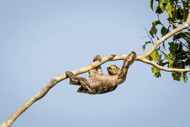 A sloth gracefully hanging from a tree branch in the Amazon rainforest, showcasing the serene wildlife of Amanã Lake.