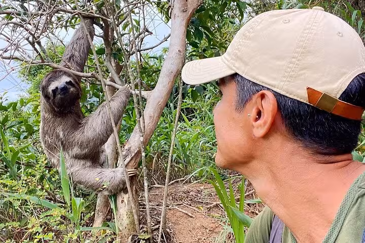 Man observes a sloth hanging from a tree in Tijuca Forest, showcasing the rich wildlife of the area.