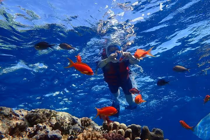 Snorkeler with colorful reef fish over coral at Ras Mohamed on White Island day cruise from Sharm El Sheikh