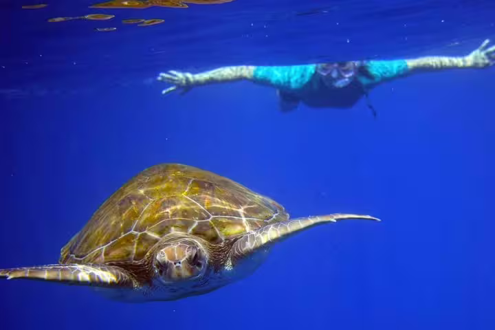 A snorkeler swims close to a sea turtle in crystal-clear blue waters, highlighting marine life on adventure tours.