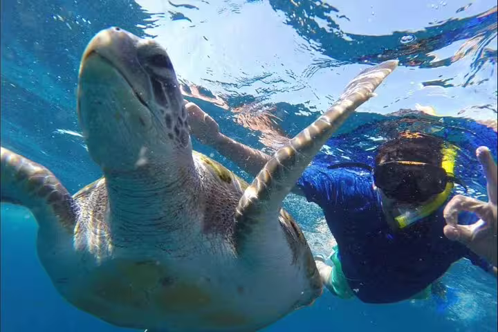 Snorkeler swims closely with graceful sea turtle in crystal-clear waters, capturing an unforgettable marine experience.