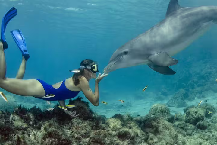 Snorkeler swimming with a wild dolphin at Samadai Dolphin House, Marsa Alam, Red Sea VIP boat trip