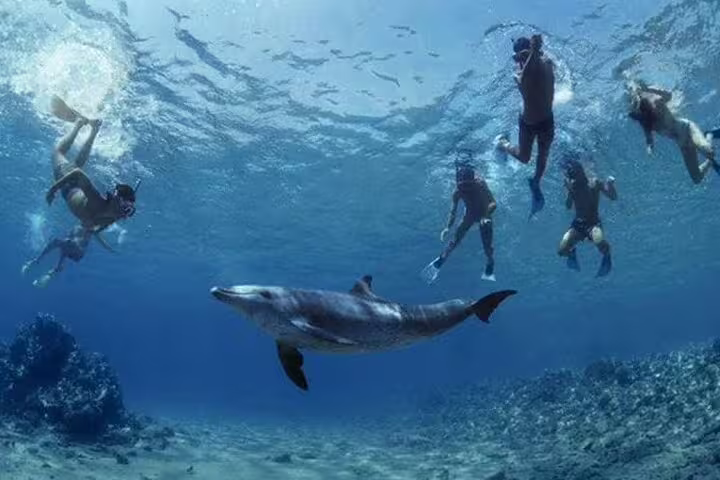Snorkelers watching a dolphin underwater at Samadai Reef Dolphin House, VIP boat trip Marsa Alam