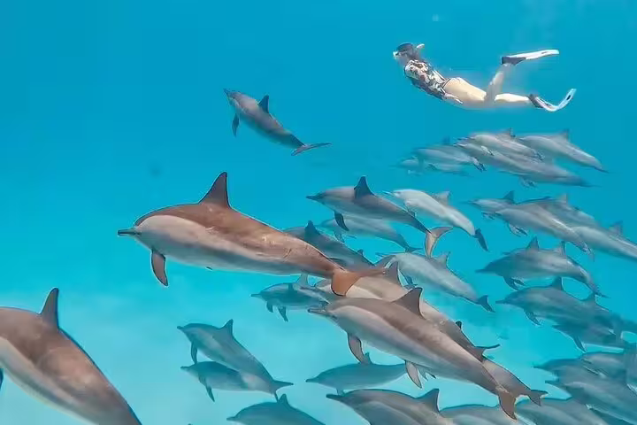 Snorkeling with wild dolphins at Samadai Dolphin House, Marsa Alam, on a VIP boat trip in the Red Sea