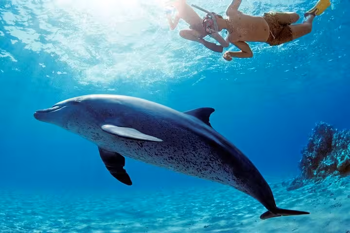 Snorkeling with a dolphin in crystal-clear Sataya Reef, Marsa Alam Red Sea tour with lunch included