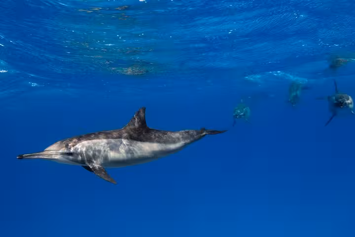 Snorkeling with dolphins in Sataya Reef from Marsa Alam, Red Sea, with swimmers watching underwater