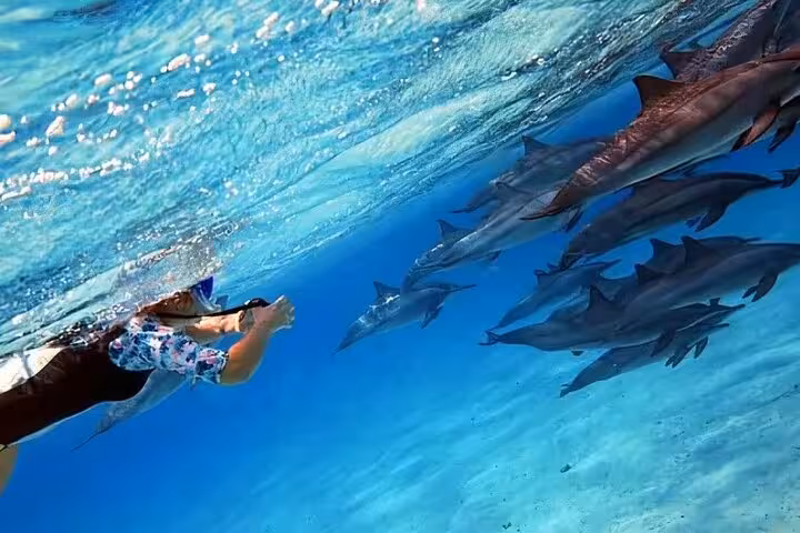 Snorkeler watching wild dolphins underwater at Sataya Reefs from Marsa Alam, Red Sea trip with lunch