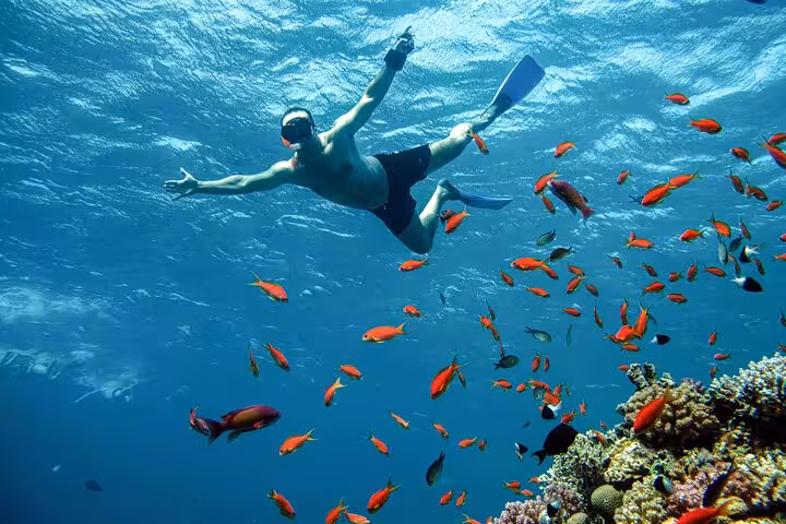 Snorkeler floating above colorful reef fish at Marsa Mubarak, Marsa Alam Red Sea boat trip with snorkeling