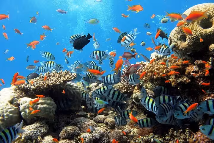 Snorkeling in Ras Mohammed near Sharm El Sheikh, vibrant Red Sea coral reef with tropical fish