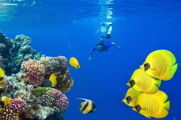 Snorkeler over Samadai Reef coral garden in Marsa Alam, Red Sea, with bright butterflyfish schooling