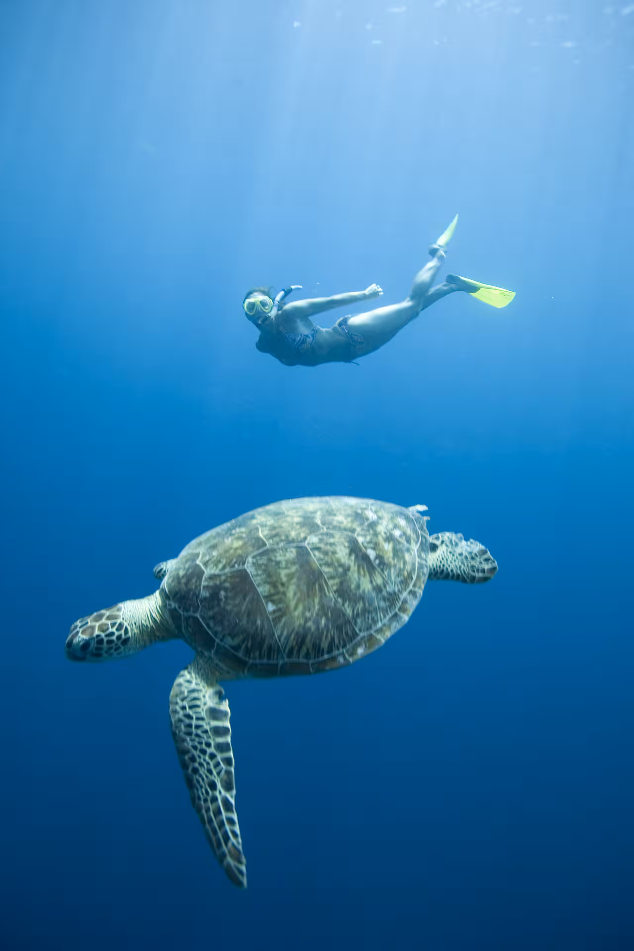 Close-up of a snorkeler with a sea turtle in the vibrant waters of Fujairah, offering an unforgettable marine adventure.