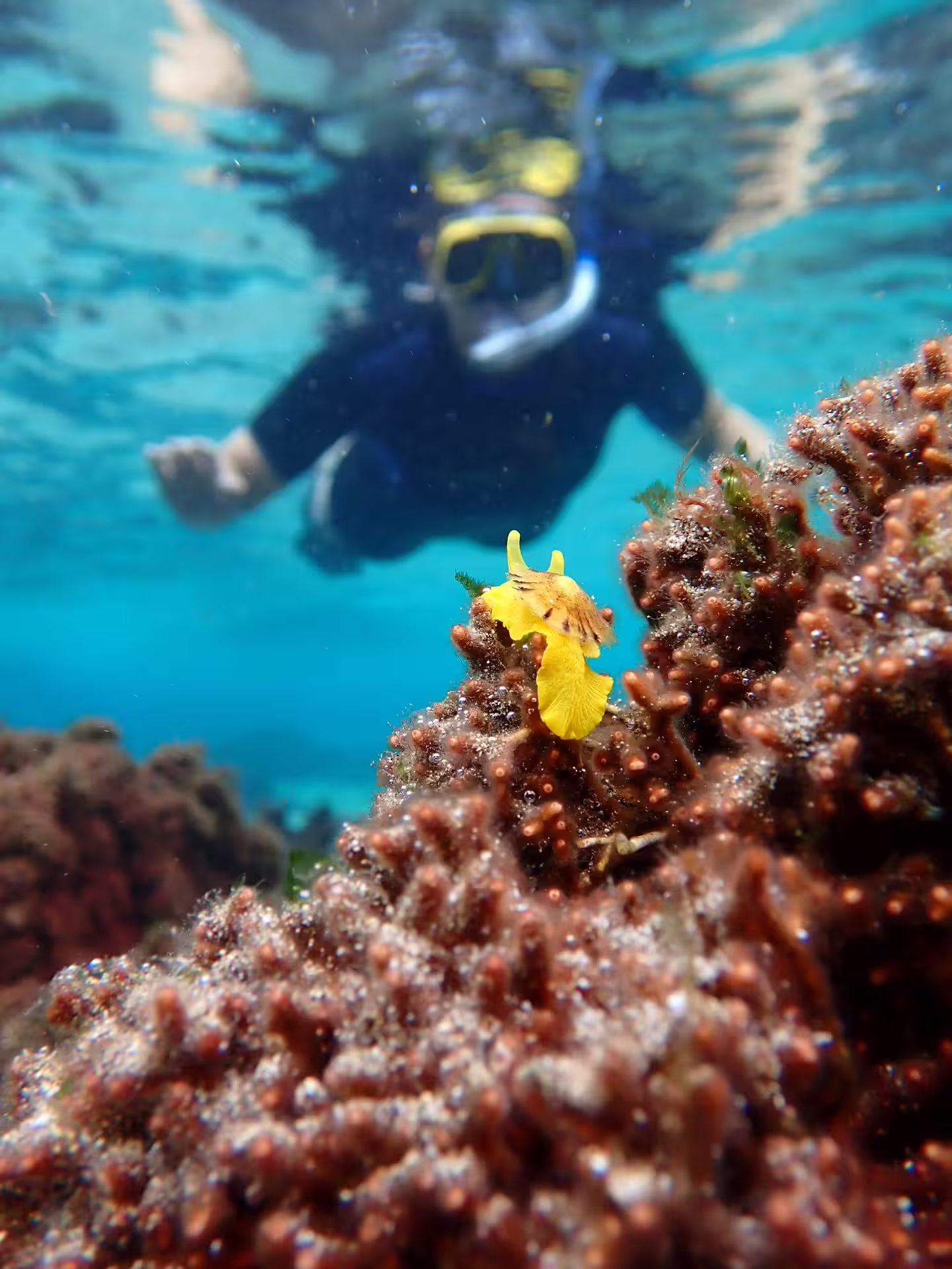 Snorkeler exploring vibrant coral reef with a bright yellow nudibranch, showcasing marine life on an exciting snorkeling tour.