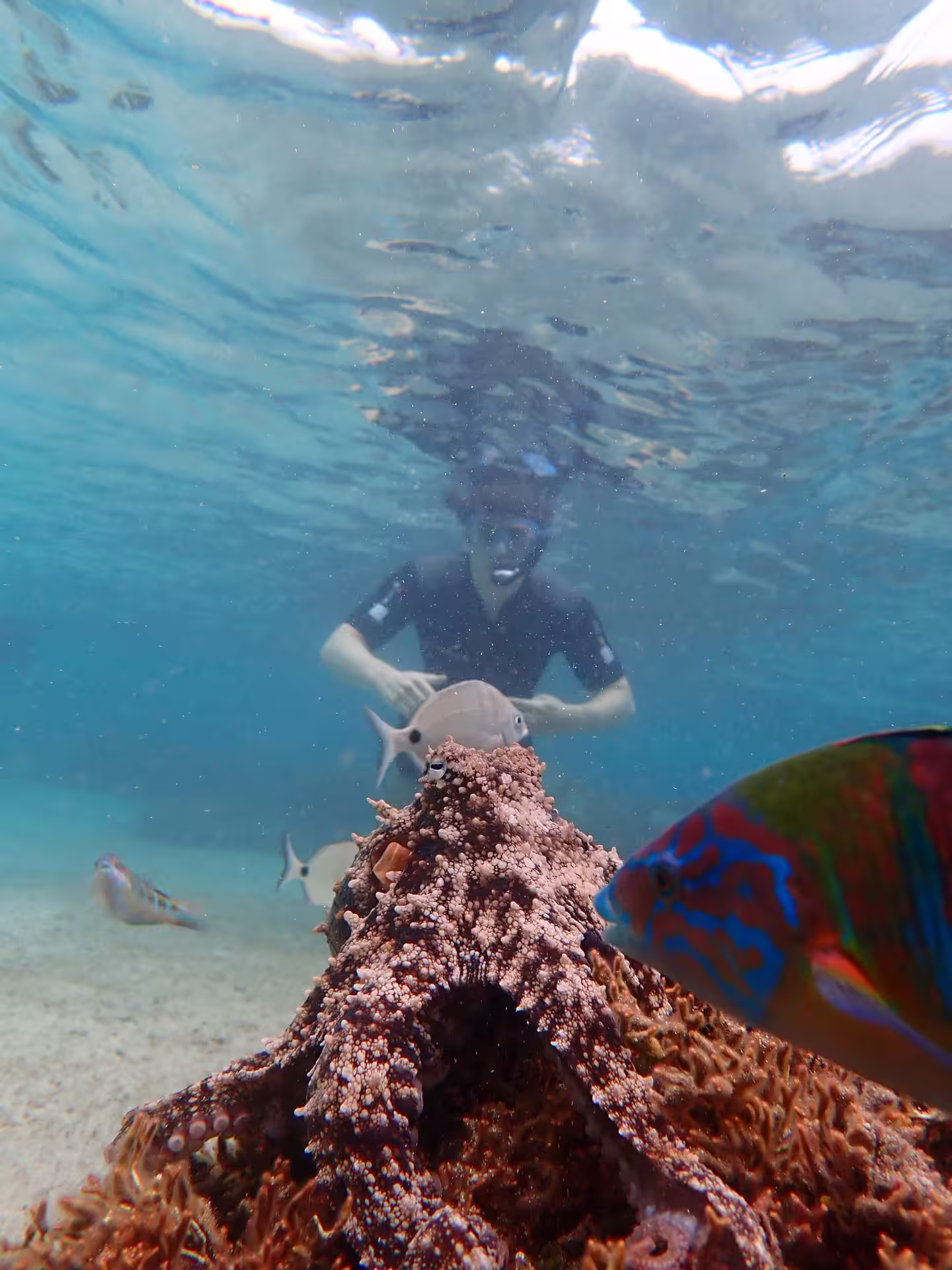 Snorkeler explores vibrant coral reef with colorful fish in crystal-clear water, perfect for tropical snorkeling adventures.