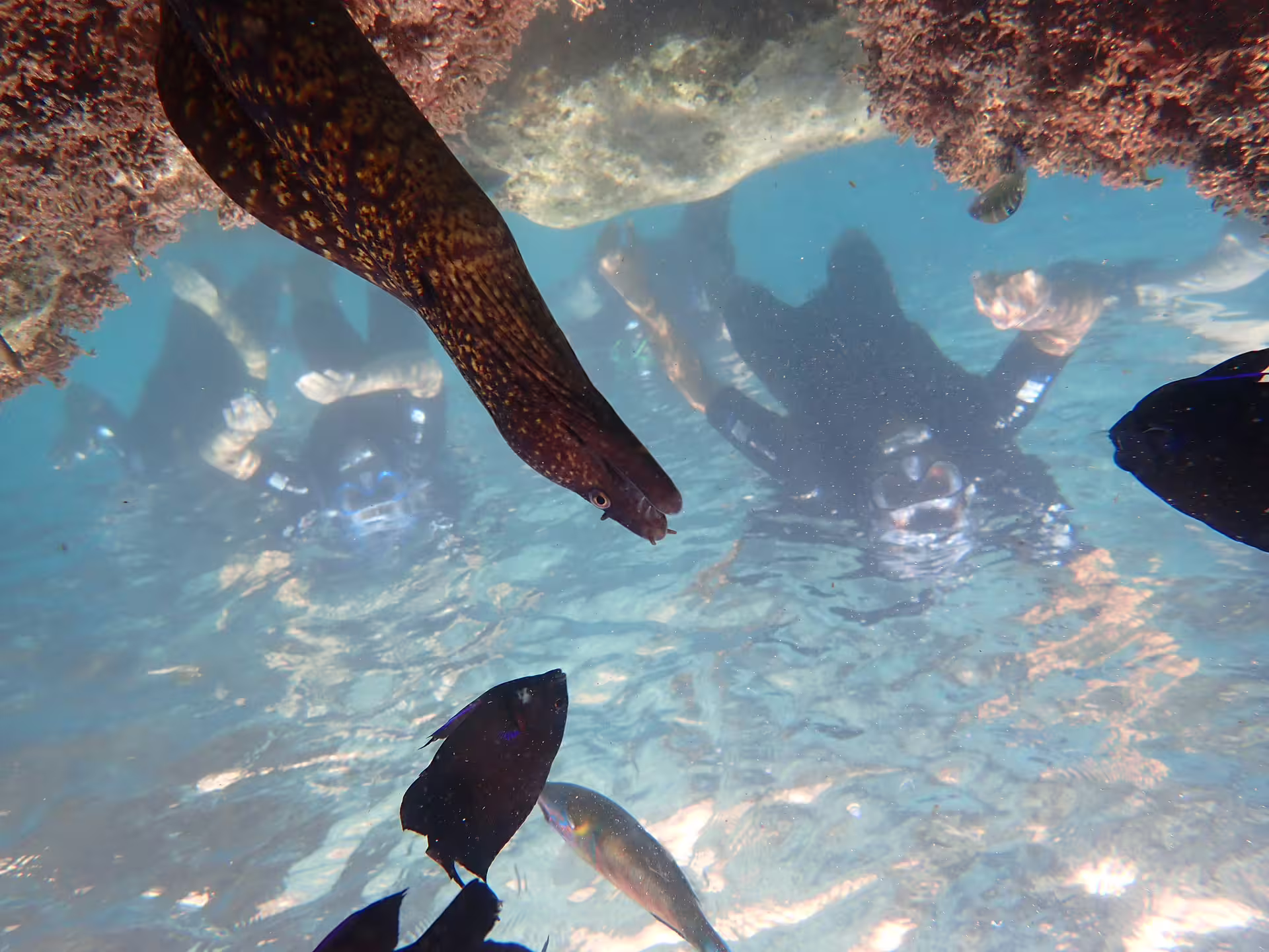 Snorkelers explore vibrant coral reefs with colorful fish and a moray eel, offering an unforgettable underwater adventure experience.