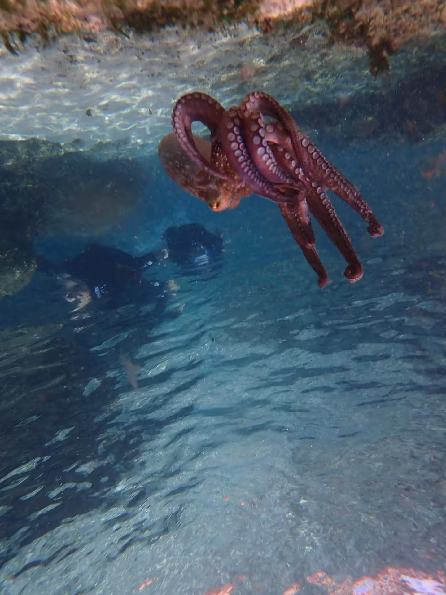 Diver observing an octopus in crystal-clear waters during an exciting snorkeling tour adventure.