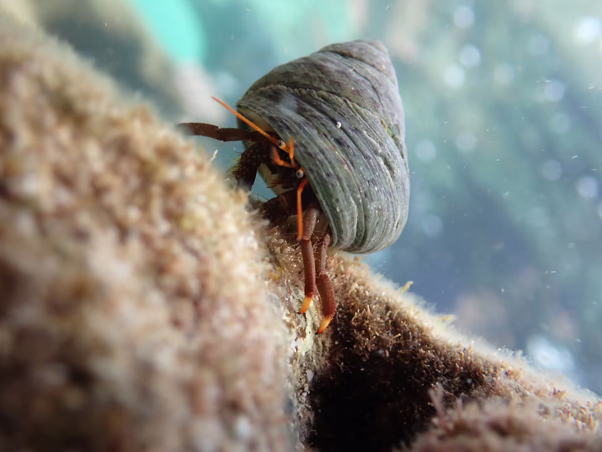 Explore vibrant marine life up close with our snorkeling tour, featuring close encounters with fascinating hermit crabs.